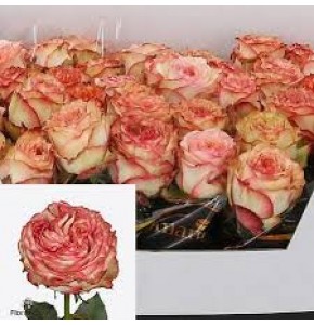 ΤΡΙΑΝΤΑΦΥΛΛΑ ΜΙΡΑΚΟΛΟΥΣ 50εκ. ROSEN MIRACULOUS 50cm